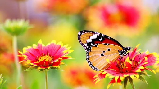 Butterfly on blooming blossom