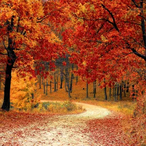 Colourful forest