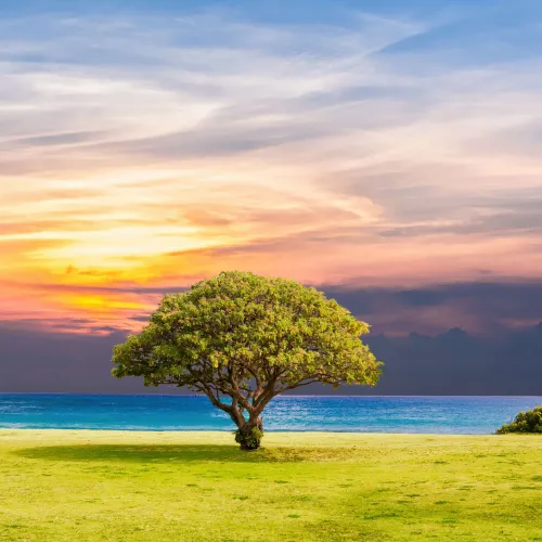 Tree at the beach