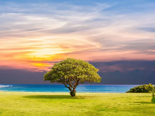 Tree at the beach