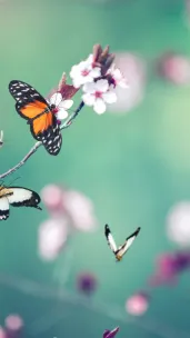 Spring butterflies
