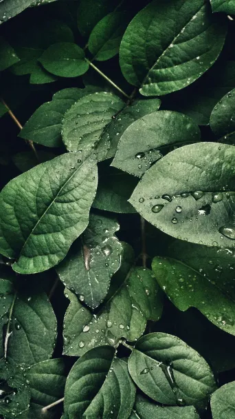 Leaves