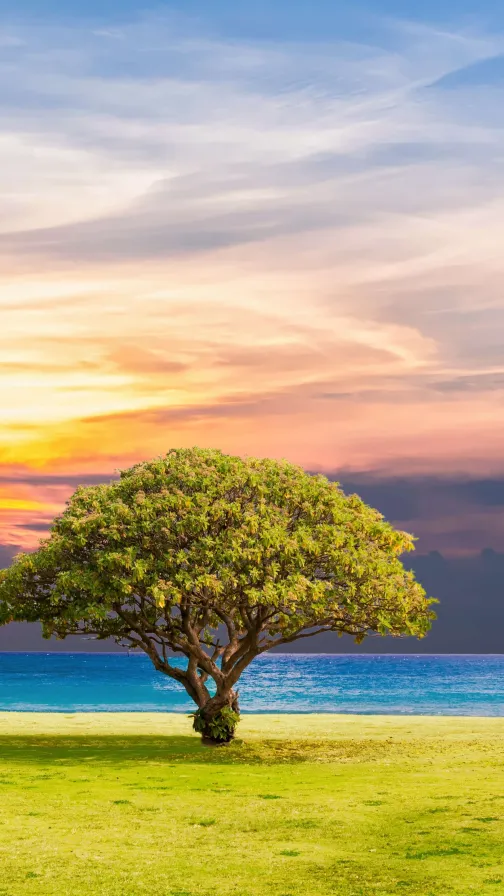 Tree at the beach